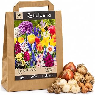 Spring Bulbs for Planting Now UK, 50 Mixed Spring Flowering Bulbs, Bulbella
