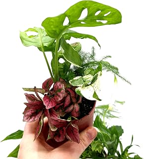 5 Closed Terrarium Plants • Small Mixed Terrarium Plants in 7cm Pot