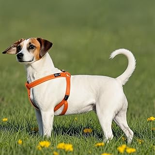 Heavy Duty Nylon Dog Harness, Adjustable No Pull Harness for Outdoor Walking Training