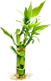 3 Stalks Lucky Bamboo Plants Indoor Live - Multi-Height Set (2x4 & 1x6) for Good Luck & Prosperity - Easy Care Houseplant, Home Office Decor Gift Ready
