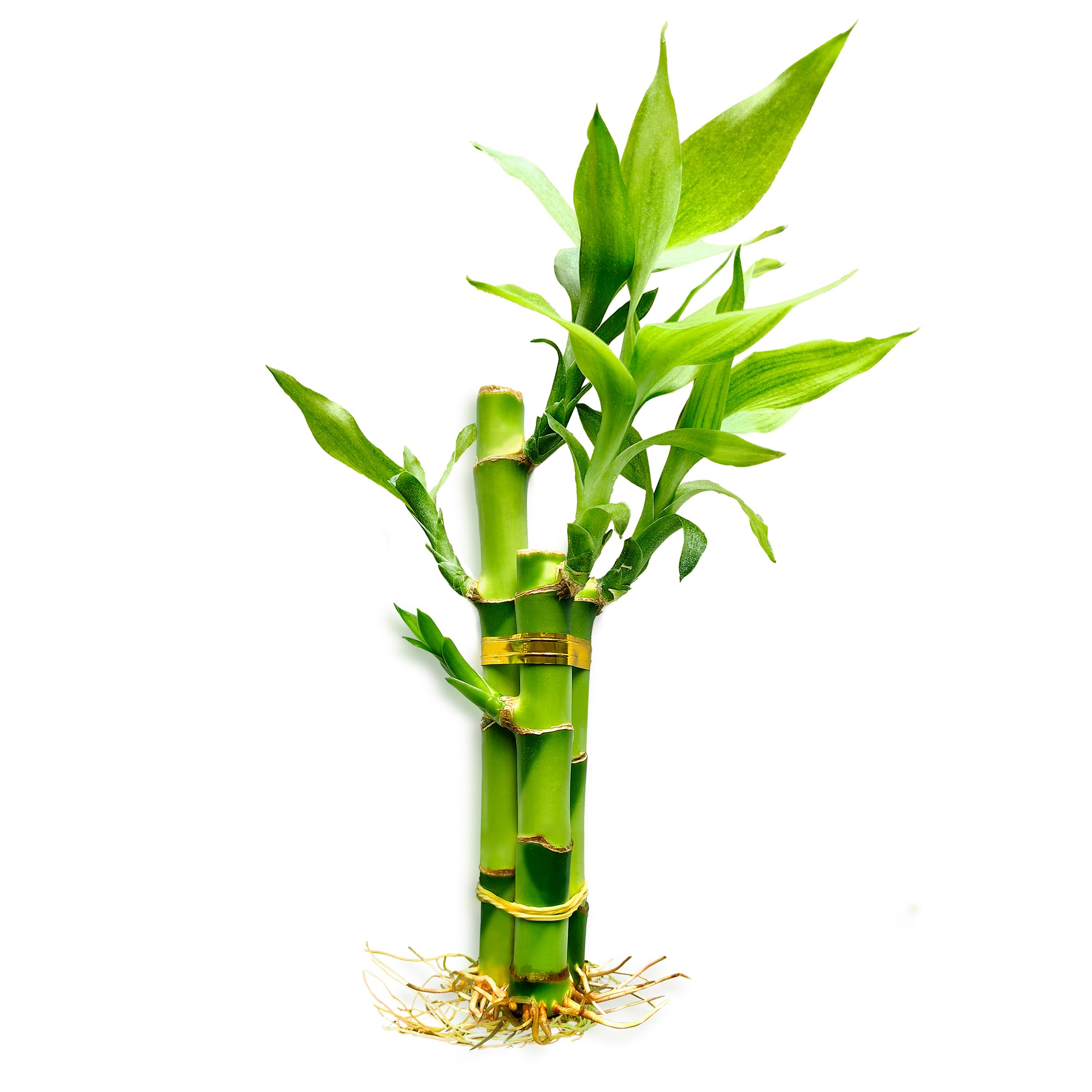 3 Stalks Lucky Bamboo Plants Indoor Live - Multi-Height Set (2x4 & 1x6) for Good