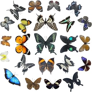Real Butterfly Specimens, Butterfly Specimens of Different Colors and Styles, Used for Butterfly Frame Materials, Animal Specimens, DIY Decorations Handmade Artworks and Science Education(8)
