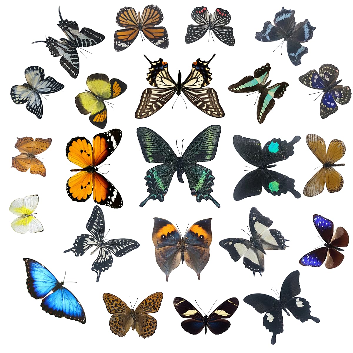 Real Butterfly Specimens, Butterfly Specimens of Different Colors and Styles, Us