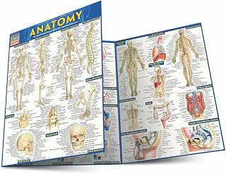 Anatomy: QuickStudy Laminated Reference Guide (Quickstudy Academic)