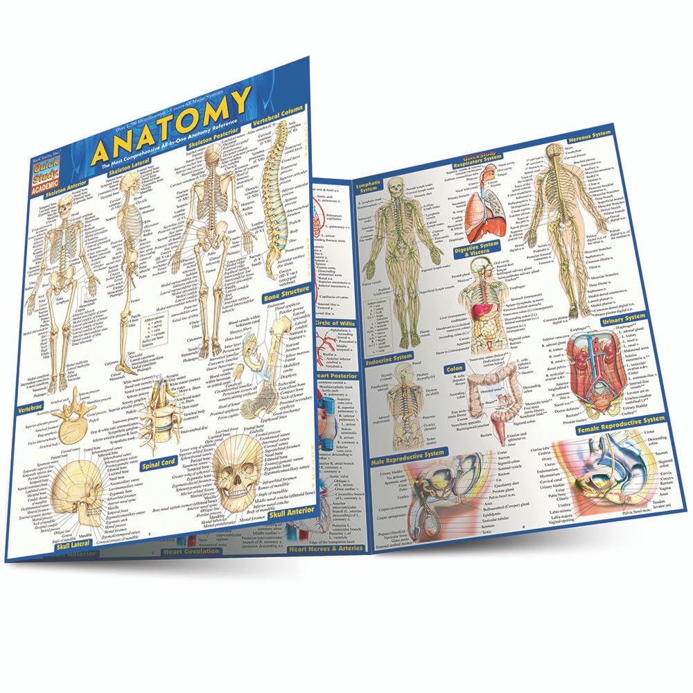 Anatomy: QuickStudy Laminated Reference Guide (Quickstudy Academic)