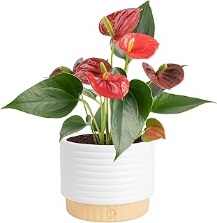 Costa Farms Anthurium, Live Indoor Plant, Easy Care, Home Decor | Waxy long-lasting blooms in bright indirect light. Enjoy flowers indoors. Great indoor houseplant. About 10-14 in tall.