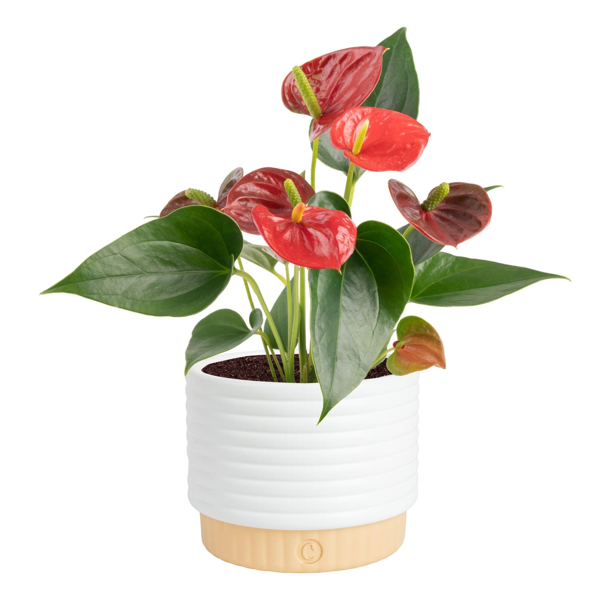 Costa Farms Anthurium, Live Indoor Plant, Easy Care, Home Decor | Waxy long-last