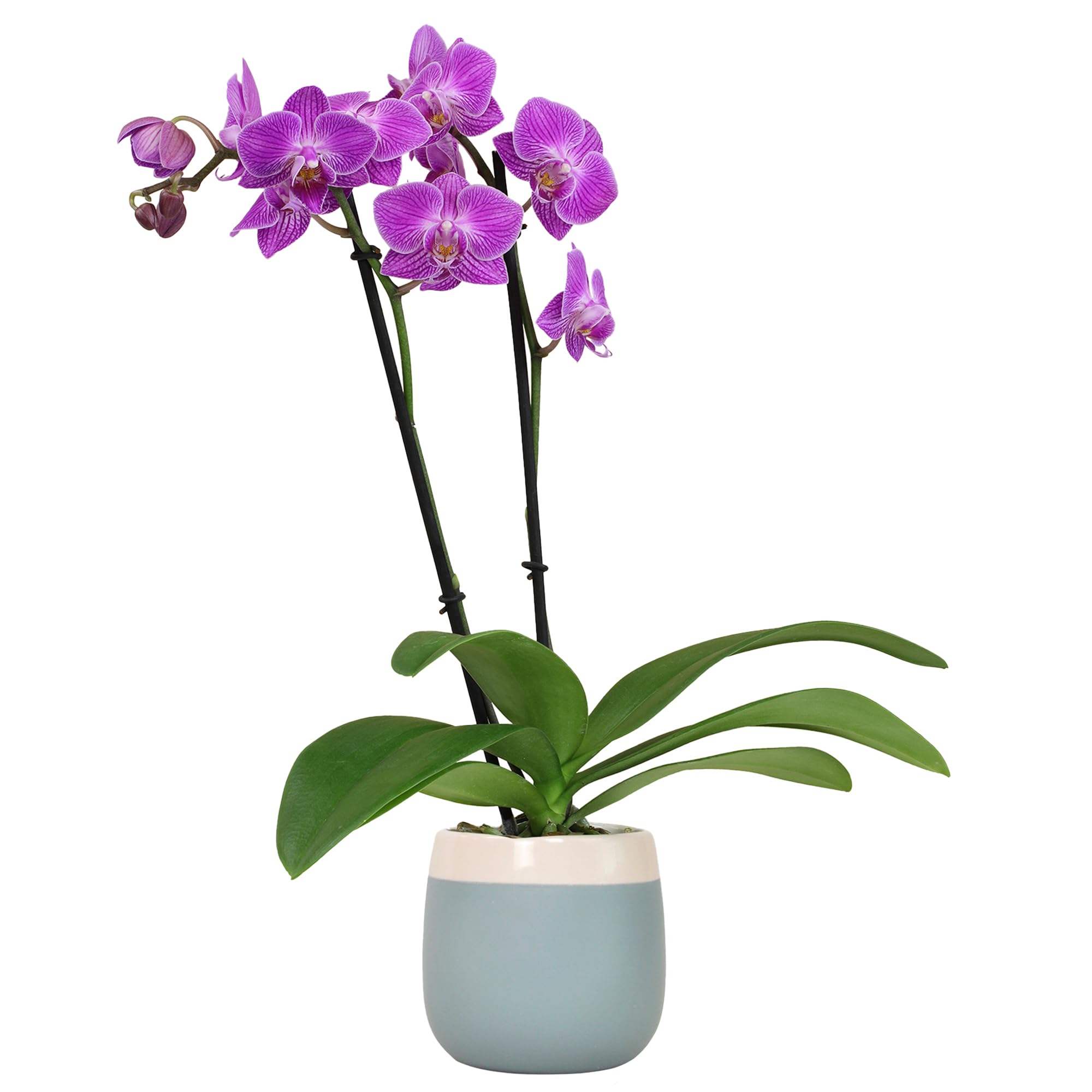 Premium Purple Live Orchid Plant Blooming in 3.5" Blue & White Orchid Pot, Live 