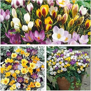 Crocus Species Mixed x 30 Flower Bulbs Size 5/7 Bright Spring Flowers Flowering from February. Easy to Grow
