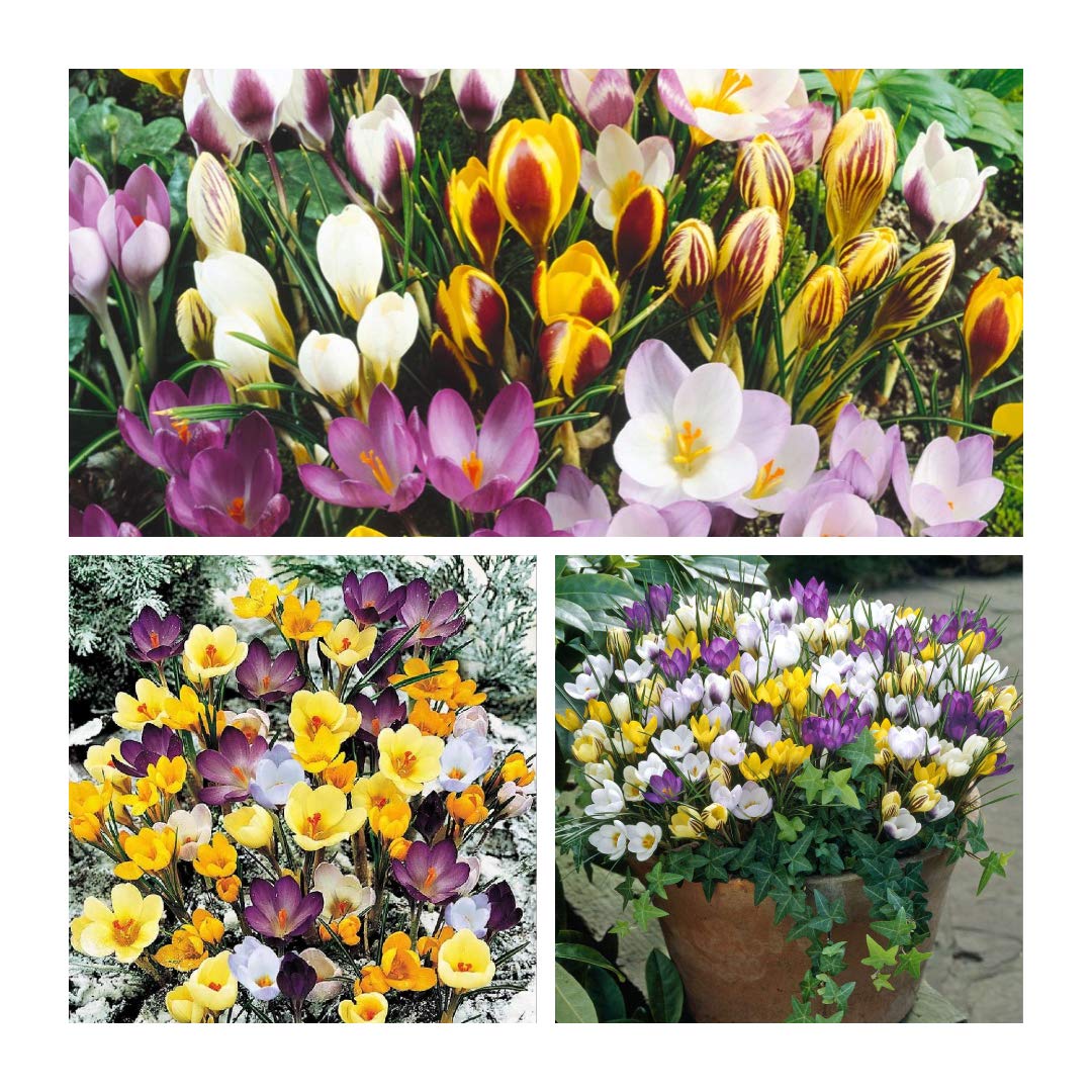 Crocus Species Mixed x 30 Flower Bulbs Size 5/7 Bright Spring Flowers Flowering 