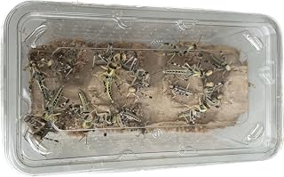 Livefood UK Live Locusts Medium size 15mm to 30mm tub of 25 Live locusts (Reptile Livefood)