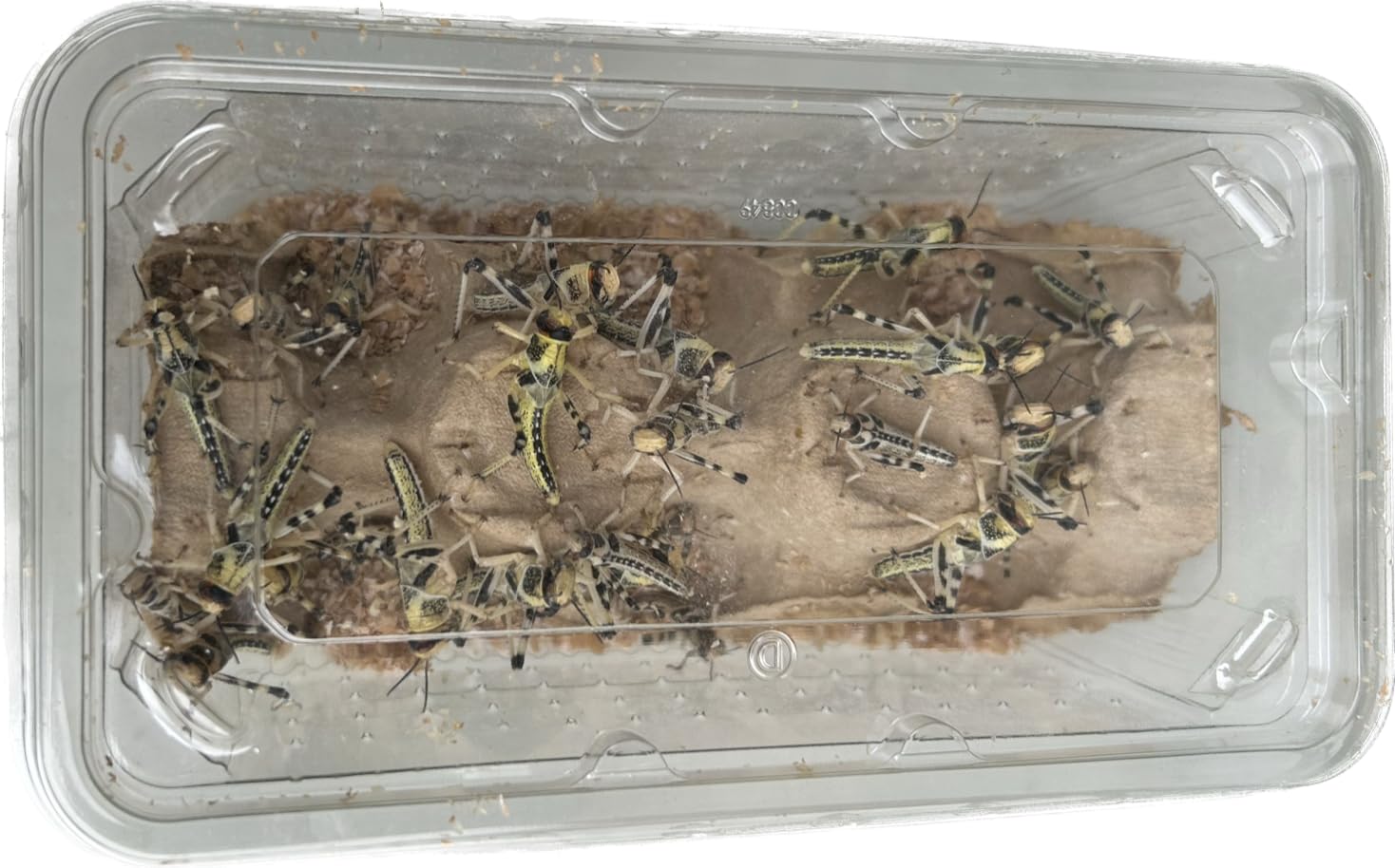 Livefood UK Live Locusts Medium size 15mm to 30mm tub of 25 Live locusts (Reptil