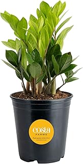 Costa Farms ZZ Plant, Live Indoor Plant, Air Purifying, Easy Care | Glossy, drought-tolerant and nearly impossible to kill. Great indoor houseplant. Ideal housewarming or birthday gift.