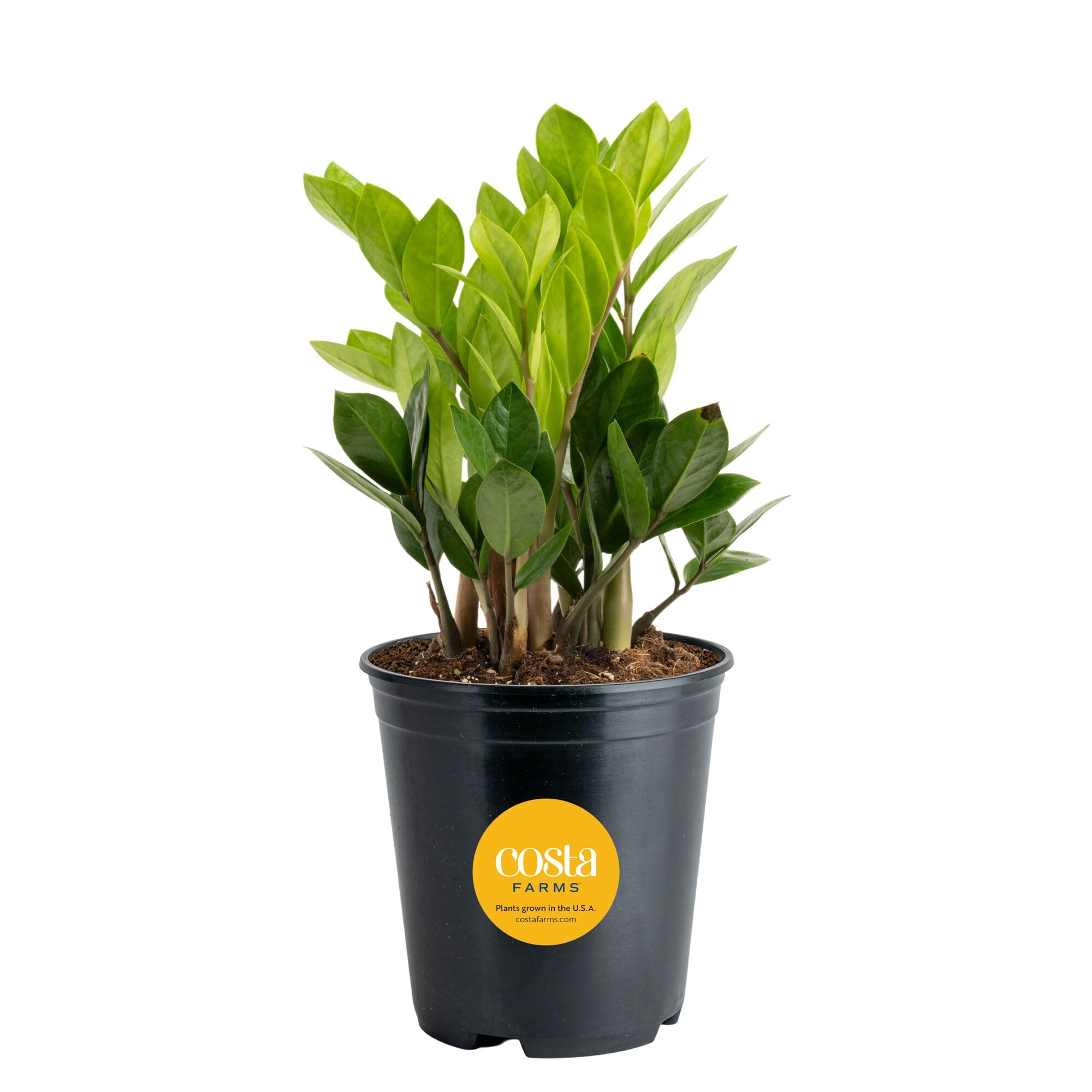 Costa Farms ZZ Plant, Live Indoor Plant, Air Purifying, Easy Care | Glossy, drou