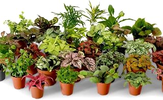 Terrarium Plant Mix, Plants Perfect for Terrariums, Random Selection Terrarium Plants, Indoor Plants, Baby Plants, Small Mixed Terrarium Plants (Mix of 3)