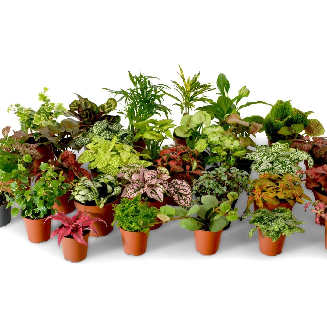 Terrarium Plant Mix, Plants Perfect for Terrariums, Random Selection Terrarium P