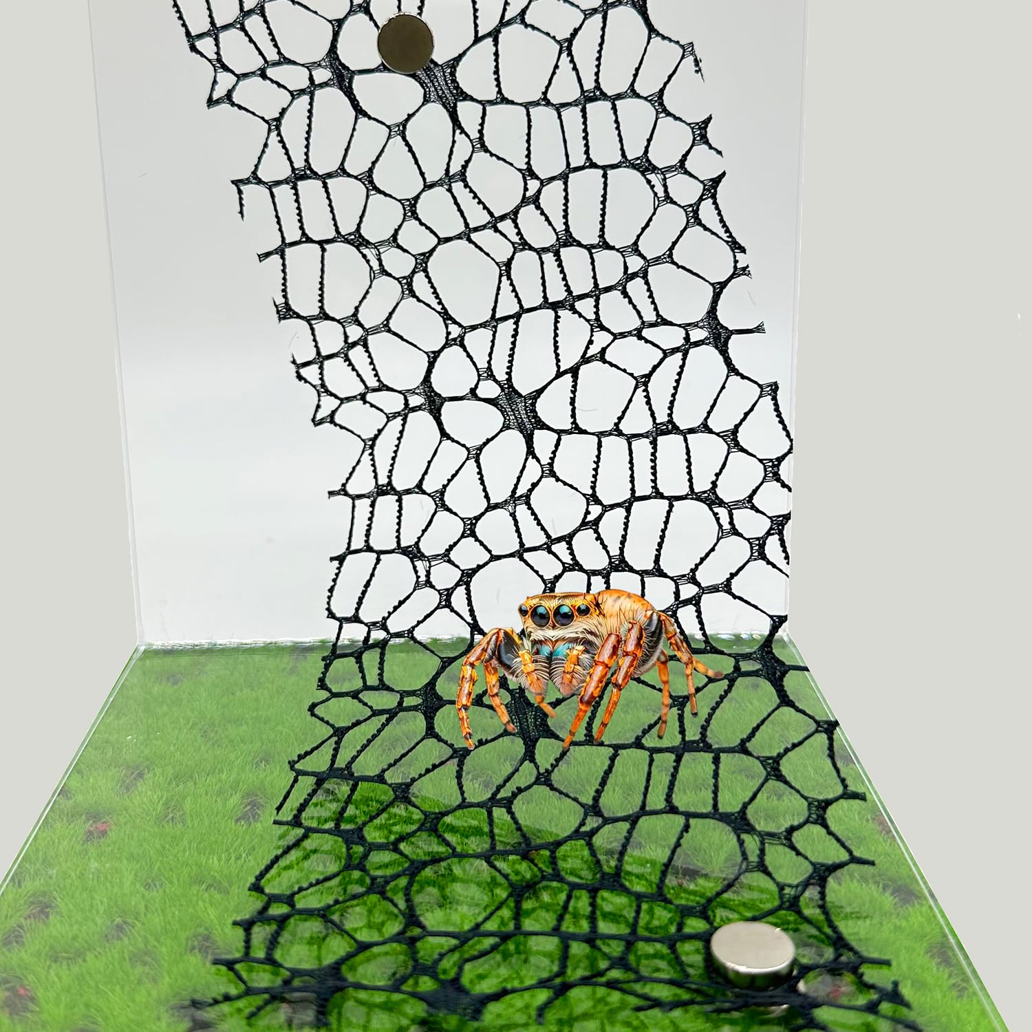 Heyshapeing 6 PCS Jumping Spider Habitat Accessories （3 Black + 3 White - Jumpin