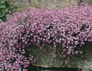 Gypsophila Creeping Baby’s Breath Seeds – Flower Seeds that Attract Bees & Butterflies – Easy-to-Grow Perennial Colourful Ground Cover for Gardens & Patios