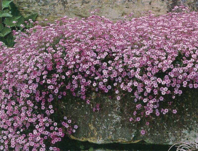 Gypsophila Creeping Baby’s Breath Seeds – Flower Seeds that Attract Bees & Butte