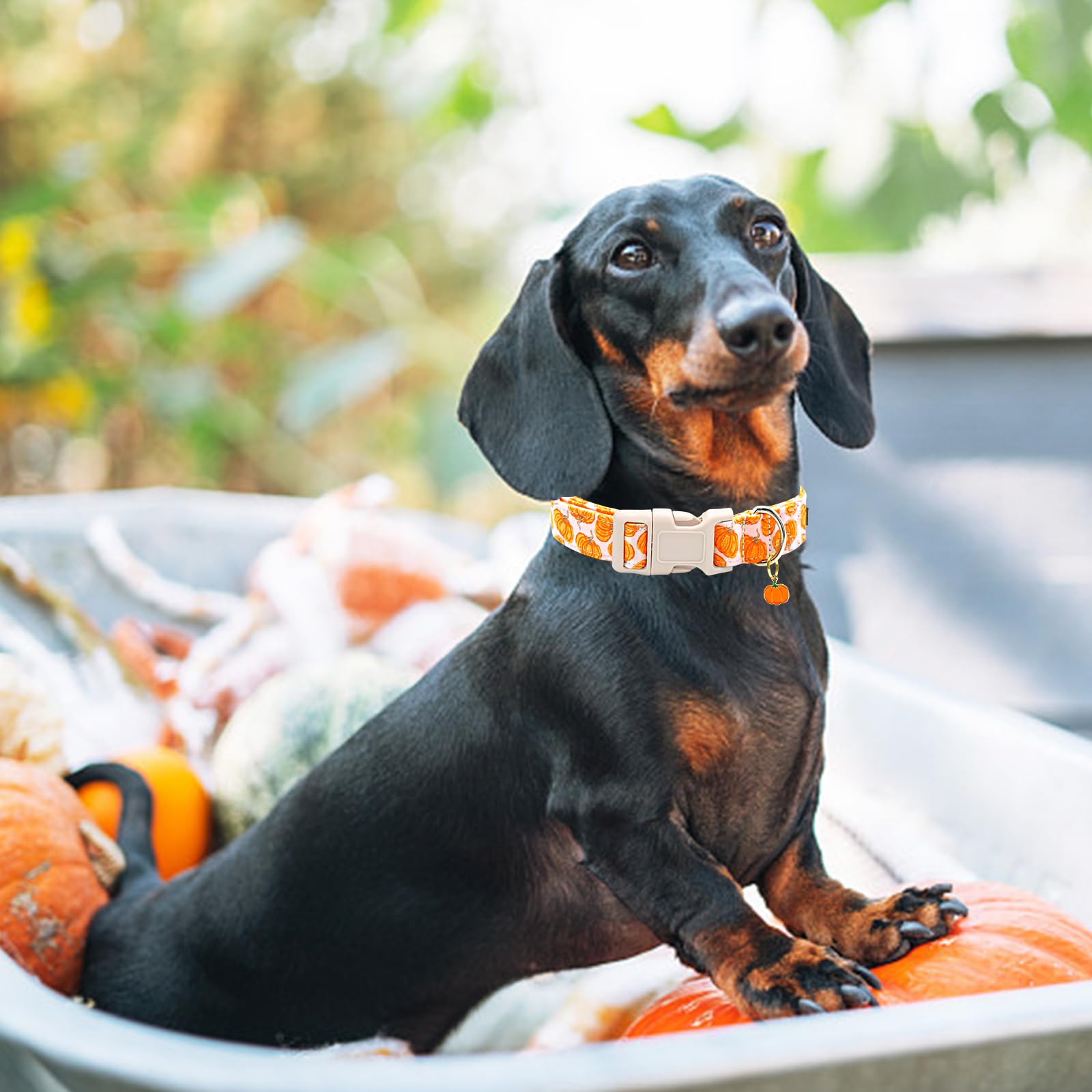 Halloween Dog Collar Pumpkin Dog Collar Adjustable Sturdy Collar for Small Dogs