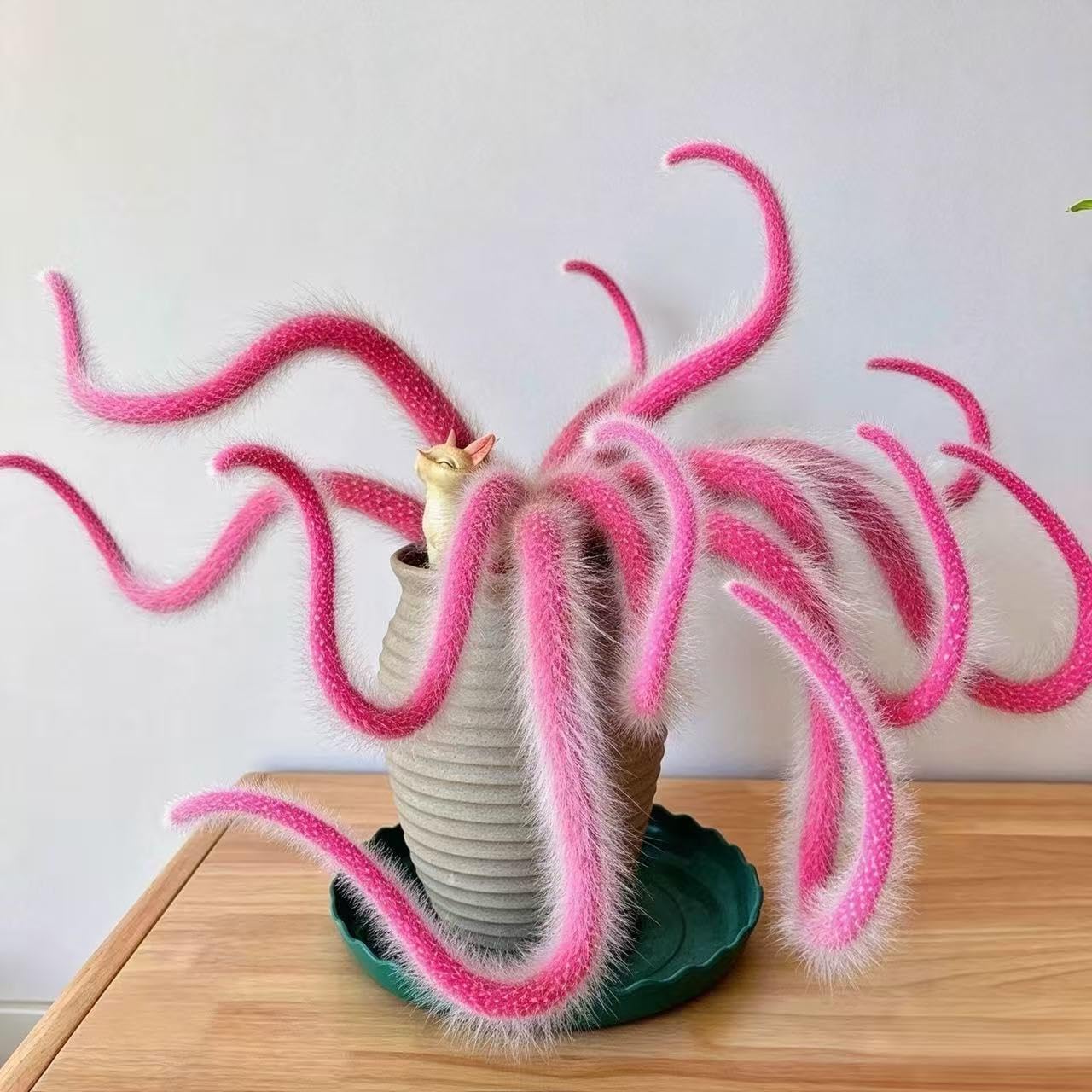 Pink Monkey Tail Cactus Live Plant, 1 to 2 Potted Hildewintera Cactus, Spines Tr