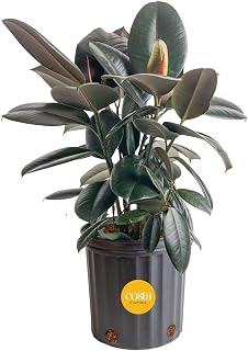 Costa Farms Burgundy Rubber, Live Indoor Plant, Easy Care, Home Decor | Glossy burgundy foliage; thrives in bright, indirect light. Great housewarming or birthday gift. Grows 2-3 ft. tall indoors