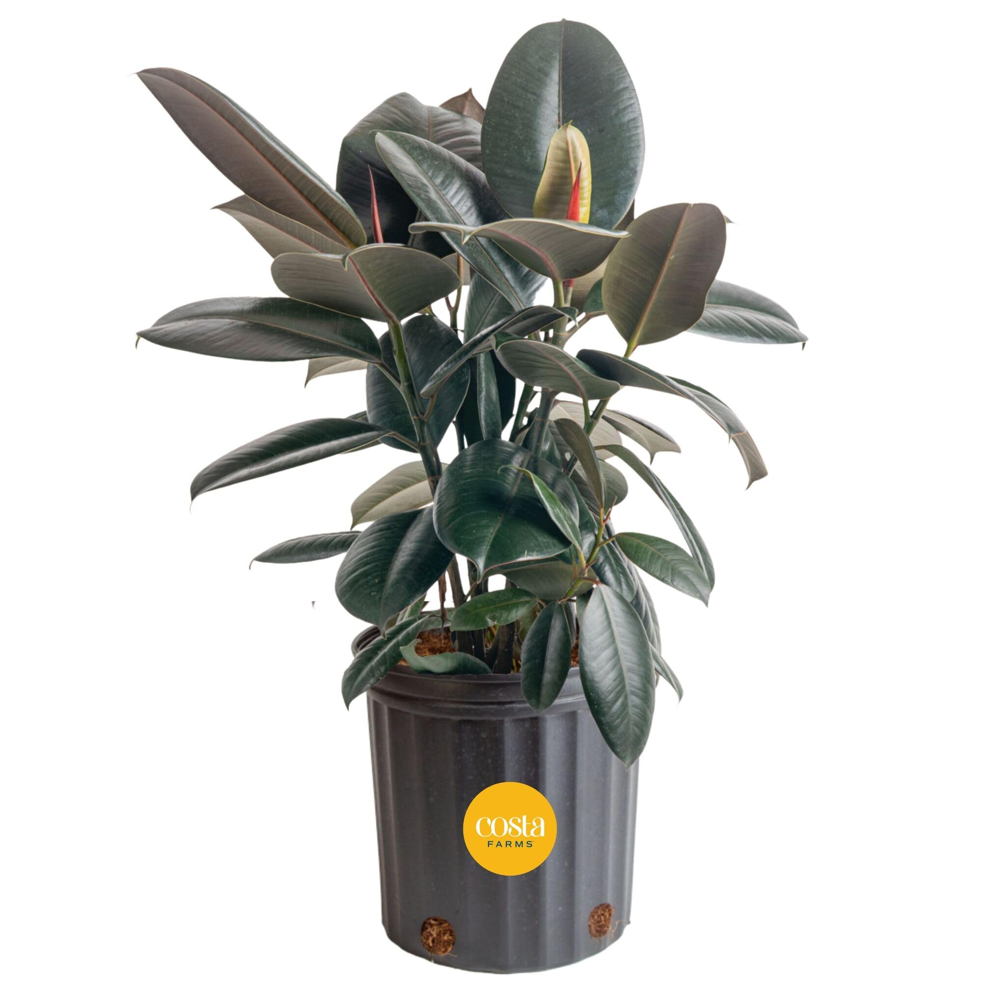 Costa Farms Burgundy Rubber, Live Indoor Plant, Easy Care, Home Decor | Glossy b