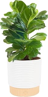 Costa Farms Fiddle Leaf Fig, Live Indoor Plant, Ficus Lyrata, 6-in Pot | On-trend indoor houseplant with large violin leaves. Compact 12 in. height in decorative planter