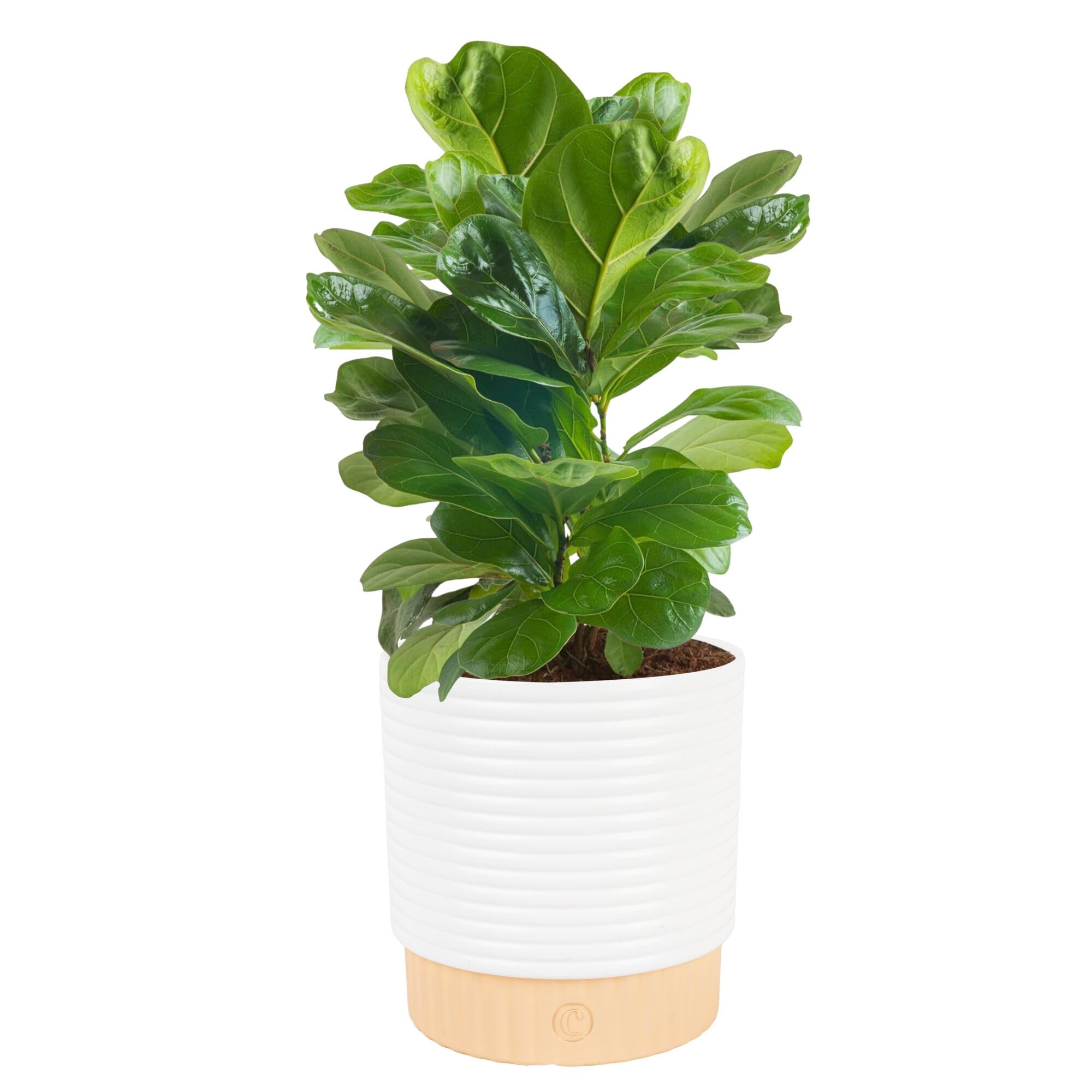 Costa Farms Fiddle Leaf Fig, Live Indoor Plant, Ficus Lyrata, 6-in Pot | On-tren