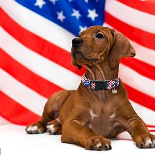 American Flag Dog Collar, 4th of July - Patriotic Independence - Sturdy Adjustable Collar for Small Dogs Summer Gift