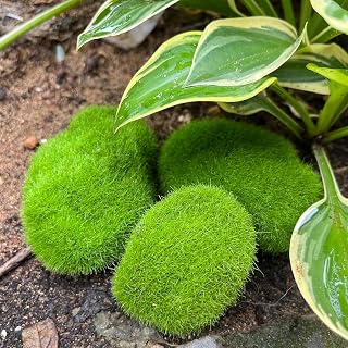 5 Pieces Artificial Green Moss Stones for Garden Crafts Simulation Crafts Fake Foam Landscape Decoration 4 x 5 cm