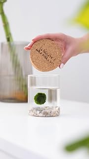 KAKI La Felicità è Nelle Piccole Cose Marimo Original Single Glass Vase with Cork Stopper Happiness, Craftsmanship, White Backdrop, Diameter 8 cm, Height 11 cm, Made in Italy
