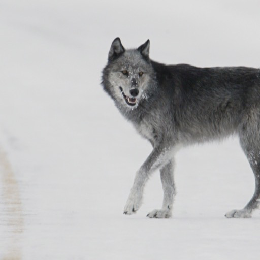 gray wolf Wallpaper -- HD Wallpapers of gray wolf!