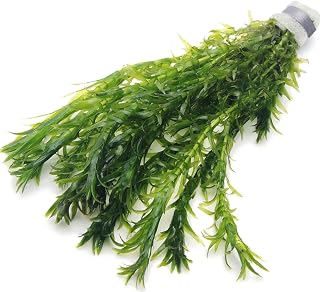10 ELODEA DENSA Oxygenating Weed Live Pond Plant Water Aquarium Aquatic Plants Egeria K2aqua