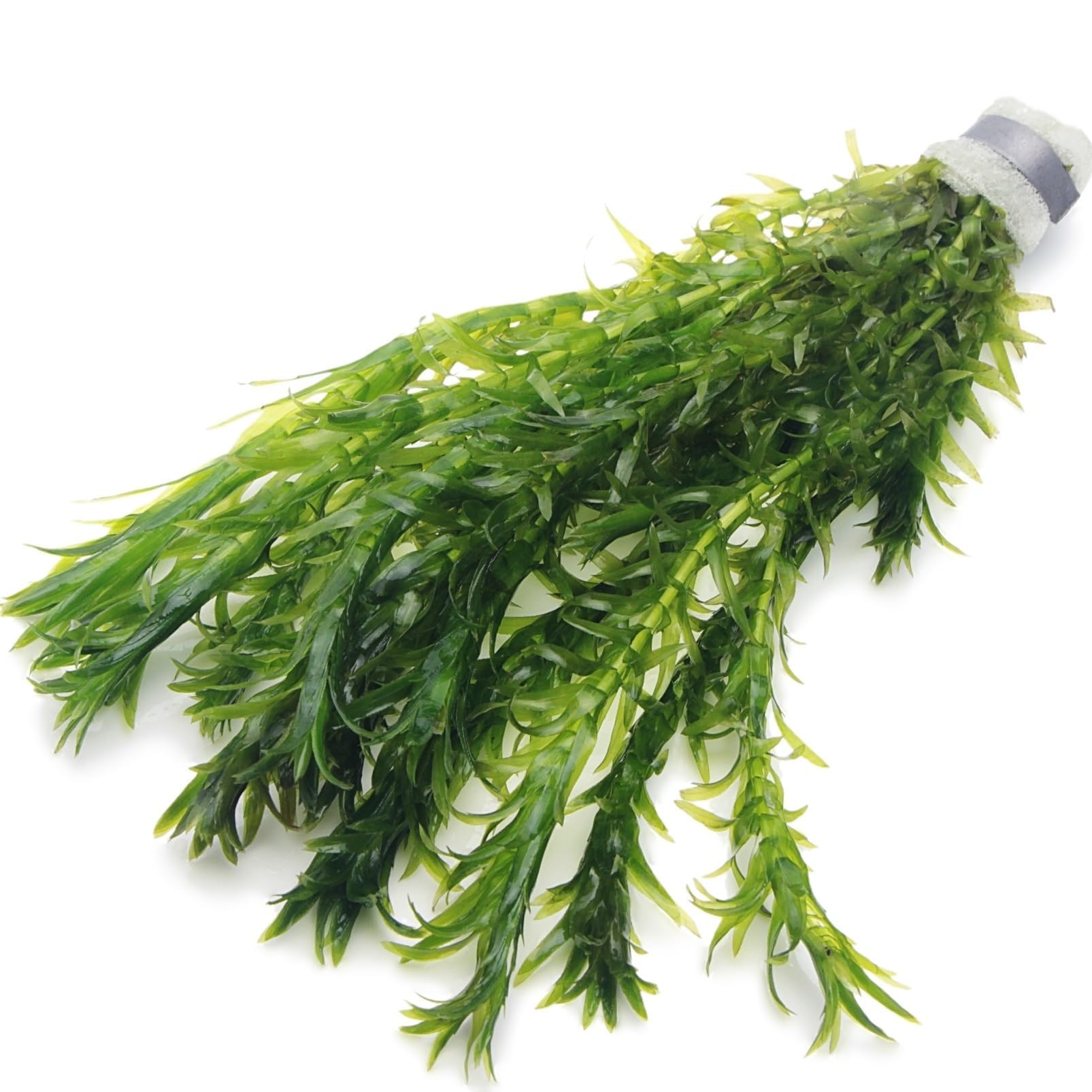 10 ELODEA DENSA Oxygenating Weed Live Pond Plant Water Aquarium Aquatic Plants E