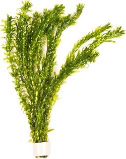 Lincsplants 5 x Oxygenating Weed Live Pond Plant ELODEA DENSA (Weighted) | Oxygenating pond plant · For small ponds outdoors UK · Weighted, ready to drop in · Competes with algae for nutrients