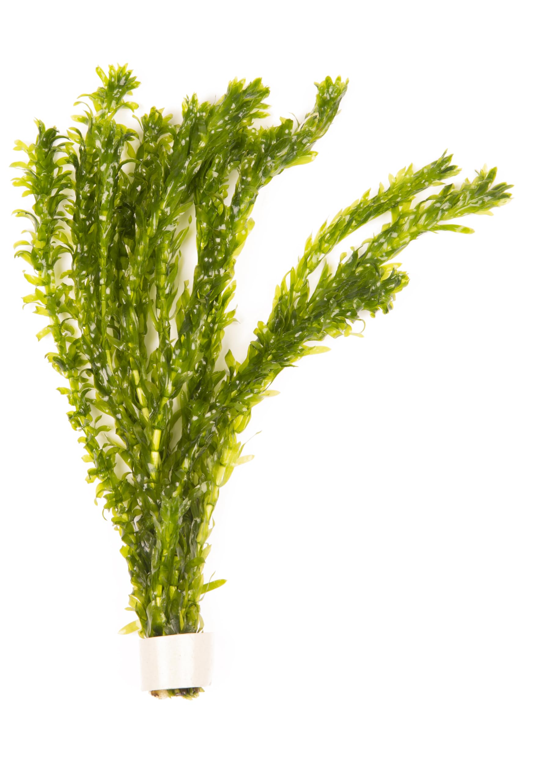 Lincsplants 5 x Oxygenating Weed Live Pond Plant ELODEA DENSA (Weighted) | Oxyge