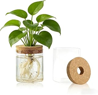 Clear Glass Propagation Station with Bamboo Tray, Table Top Hydroponic Pot for Plant Cuttings, Air Plants and Home Decor, Medium