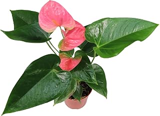 California Tropicals Anthurium Red - Live House Plants Indoor, 4 Inch Pot for Easy Care, Perfect for Office, Home & Flamingo Decor, Real Plant, Plant Gift, Flowering Plants, Sympathy Flowers