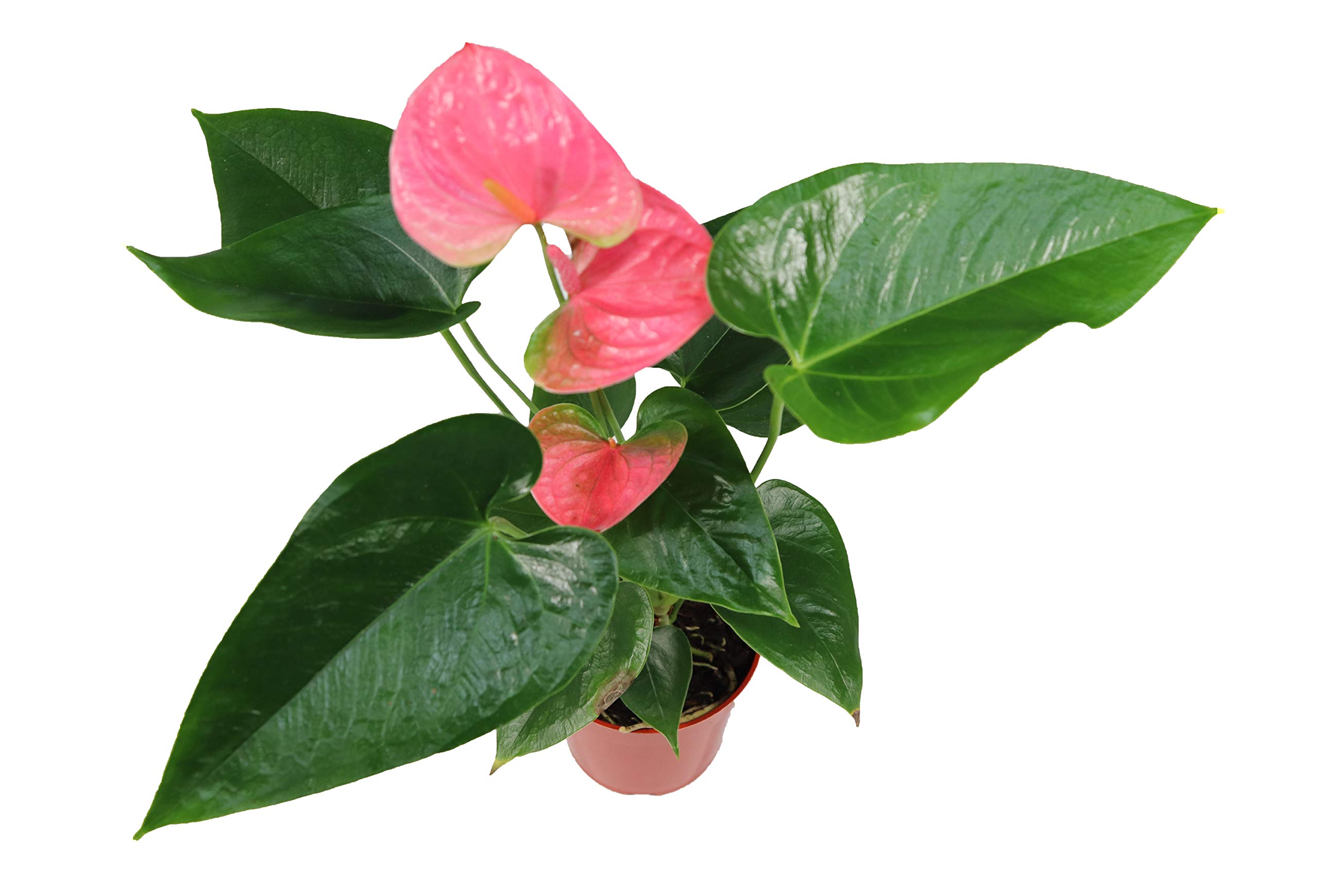 California Tropicals Anthurium Red - Live House Plants Indoor, 4 Inch Pot for Ea