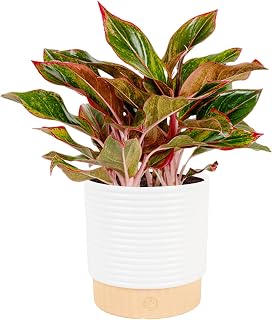 Costa Farms Chinese Evergreen, Live Indoor Plant, Easy Care, Home Decor | Colorful patterned leaves, thrives in low light. Great indoor houseplant. Ideal housewarming or birthday gift.