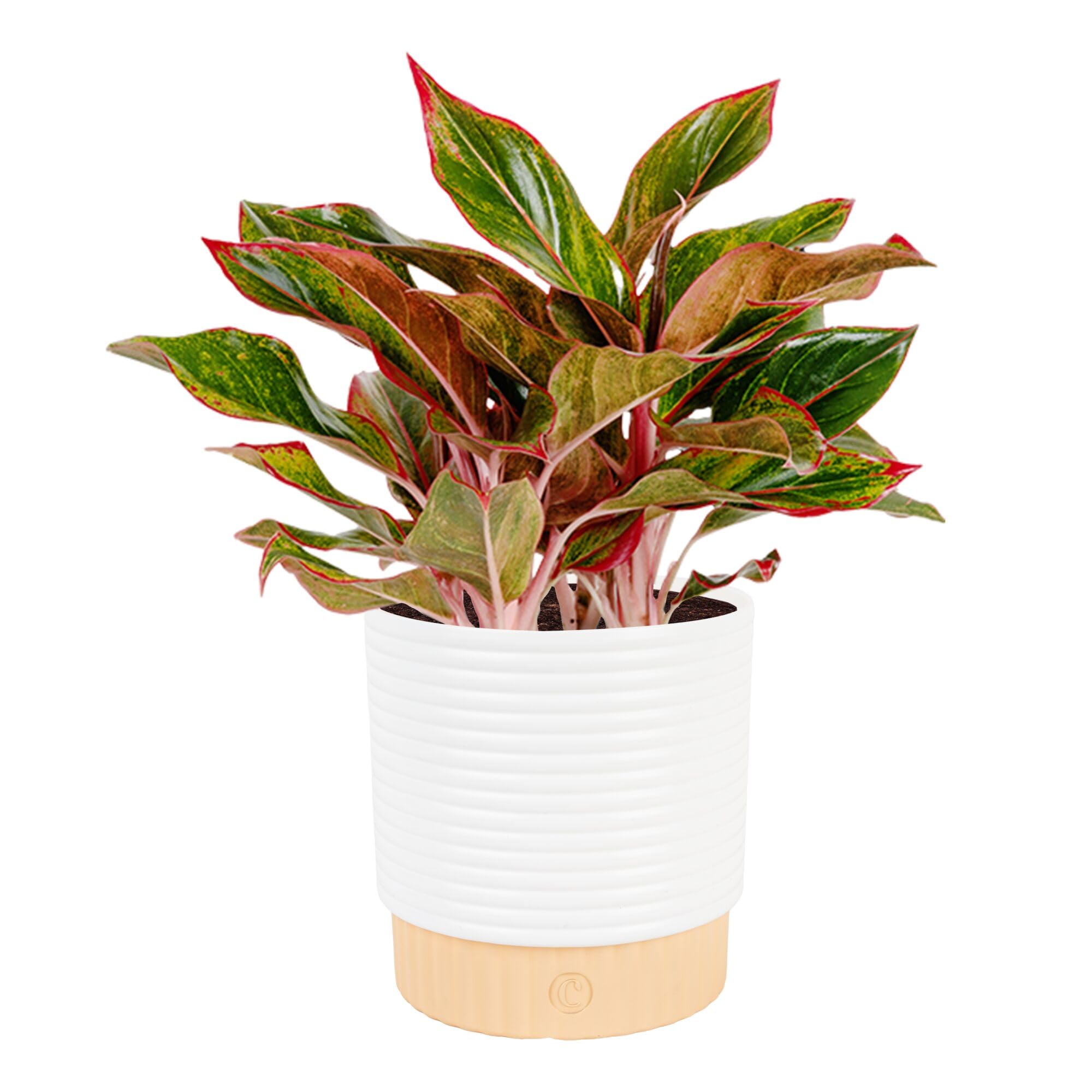 Costa Farms Chinese Evergreen, Live Indoor Plant, Easy Care, Home Decor | Colorf