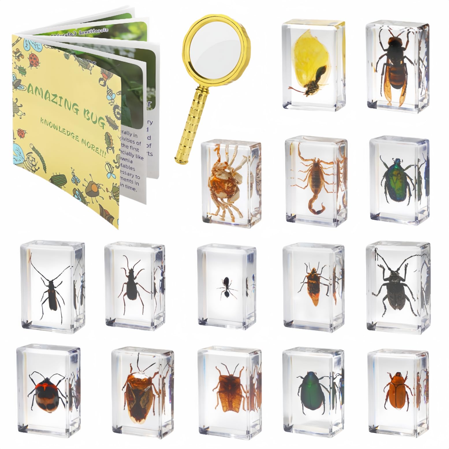 15 Insect specimens,Real Specimens of Various Butterflies and Beetles Made of Re