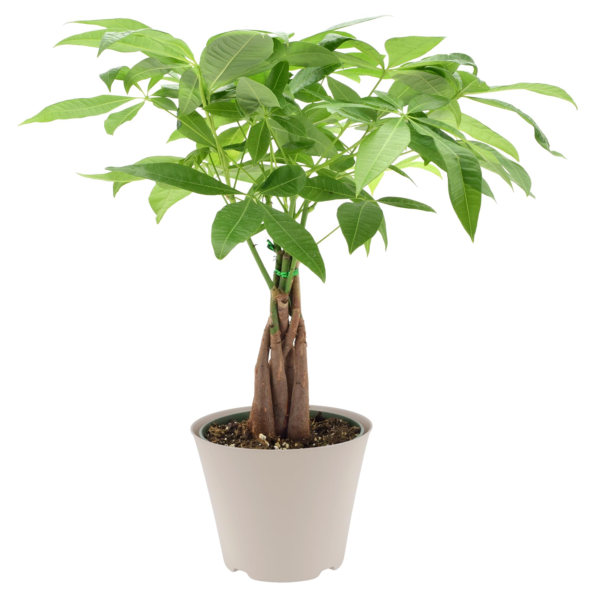 LV64 Live Braided Money Tree Pachira Aquatica Indoor Houseplant in Arcadia Garde