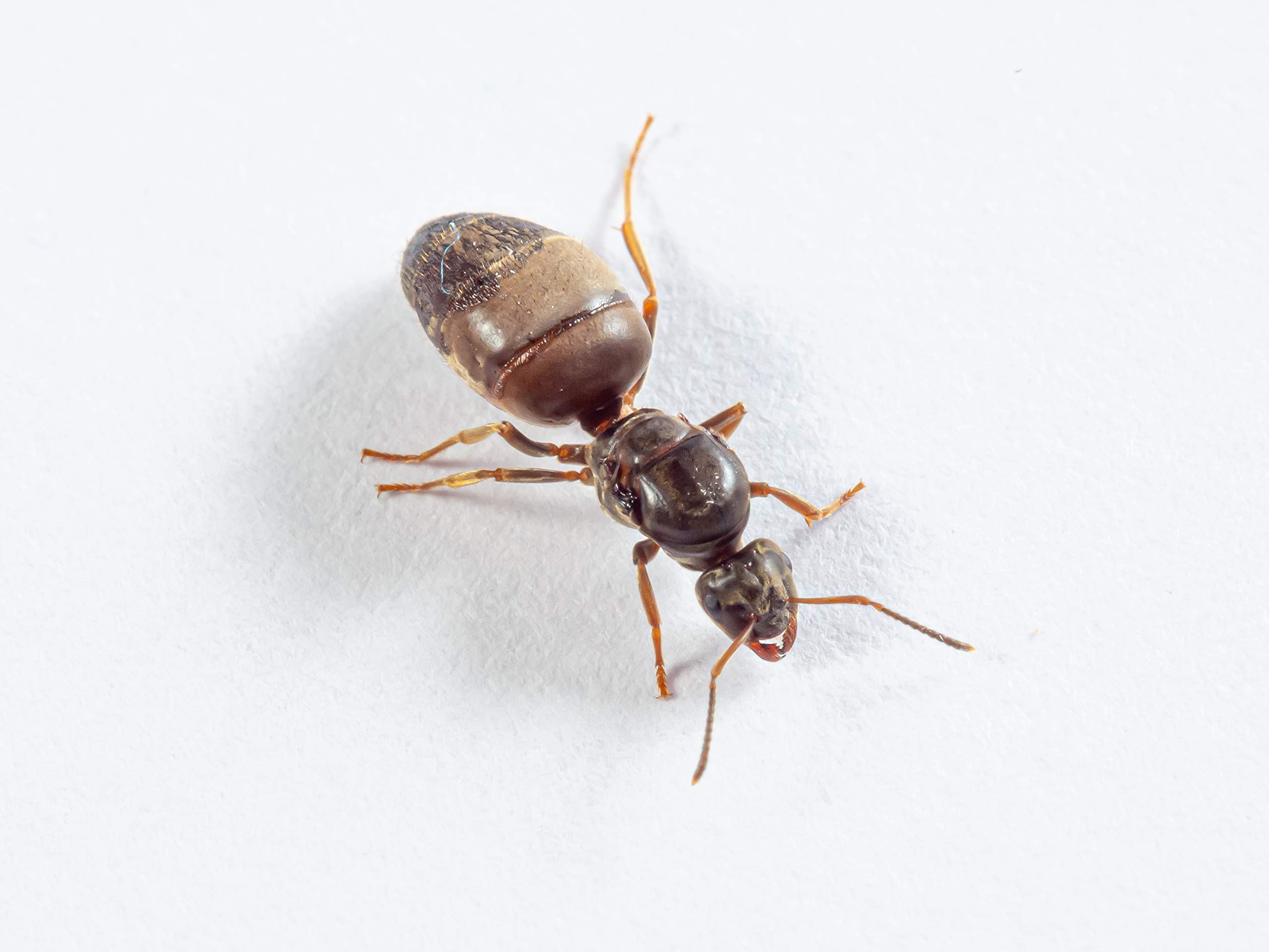 AntsRus Lasius niger Queen with eggs, brood and/or workers (starter kit) (Queen 