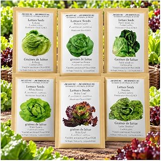 Lettuce Seeds Variety Pack 16000 Seeds 6 Types Indoor Outdoor Growing | Fresh Salads Sandwiches Wraps From Crisp Leaves Suited For Containers And Backyard Cultivation