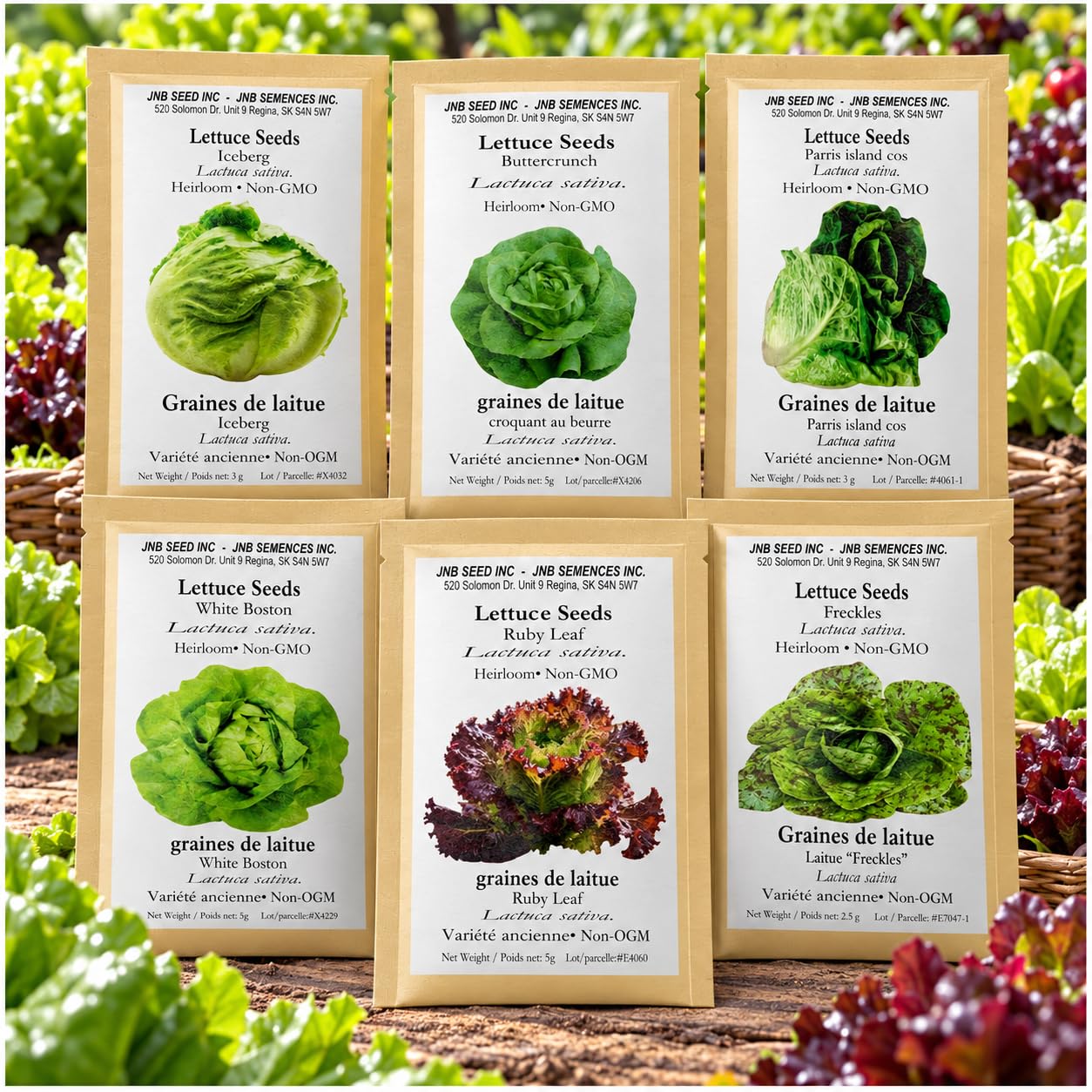 Lettuce Seeds Variety Pack 16000 Seeds 6 Types Indoor Outdoor Growing | Fresh Sa
