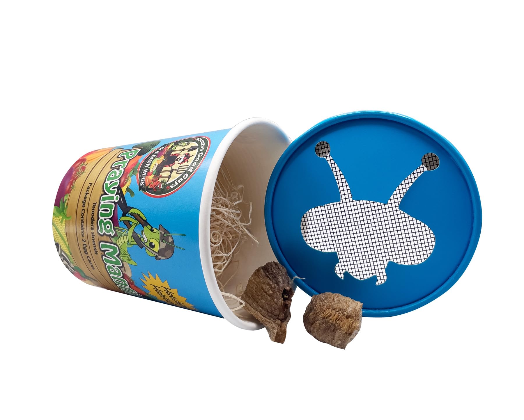 Praying Mantis Egg Case With Hatching Habitat Cup- 2 Praying Mantids Egg Cases