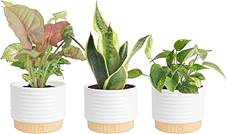Costa Farms Live Indoor Plants Starter Collection, 4-Inch Pots, 3-Pack | Hand-selected bundle of 3 live indoor houseplants standing 8-10 inches tall. Easy care beginner set