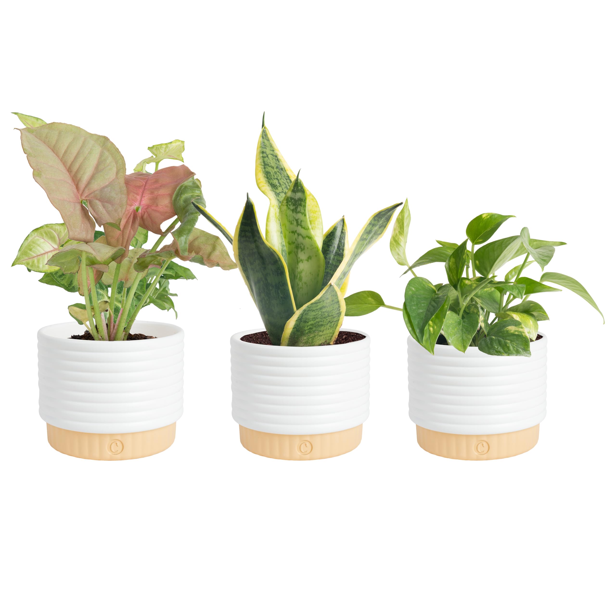 Costa Farms Live Indoor Plants Starter Collection, 4-Inch Pots, 3-Pack | Hand-se